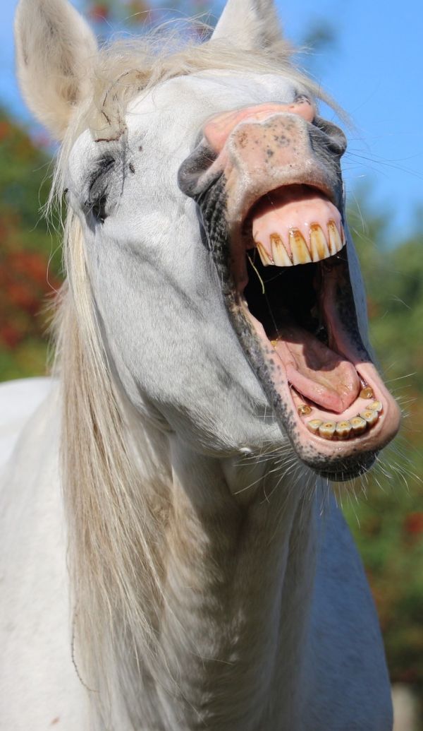 SetWidth600-yawning-old-horsepixabay2